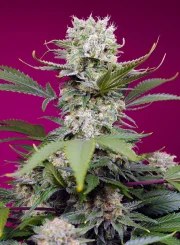 Sweet Mandarine Z XL Auto® – product view 2