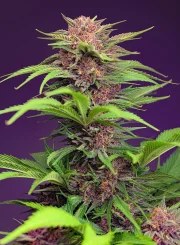 Red Mimosa XL Auto® – product view 2
