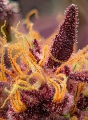 Red Mimosa XL Auto® – product view 3