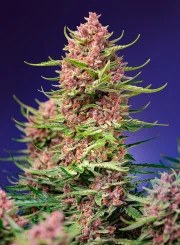Strawberry Cola Sherbet F1 Fast Version® – product view 2