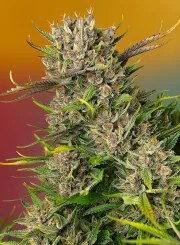 Papaya Zoap Auto® – product view 2