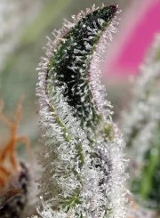 Papaya Zoap Auto® – product view 3