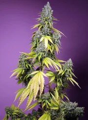 Jet Fuel Mandarine XL Auto® – product view 2