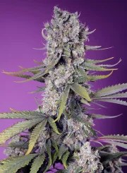 Papaya Zoap F1 Fast Version® – product view 2