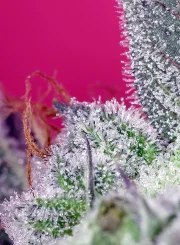 Papaya Zoap F1 Fast Version® – product view 3