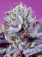 Diablo’s Delight XL Auto® – product view 2