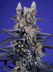 Super Boof XL Auto® – product view 2