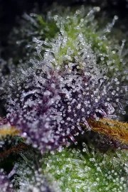 Super Boof XL Auto® – product view 3