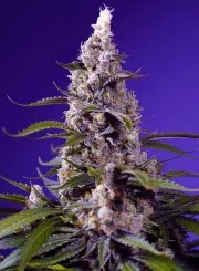 Banana Cream Cake XL Auto® – product view 2