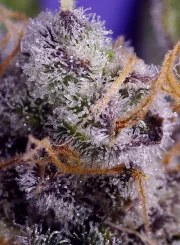 Banana Cream Cake XL Auto® – product view 3