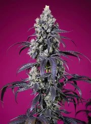 Tropicanna Cherry XL Auto® – product view 2