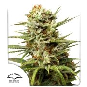Auto White Widow® – product view 1