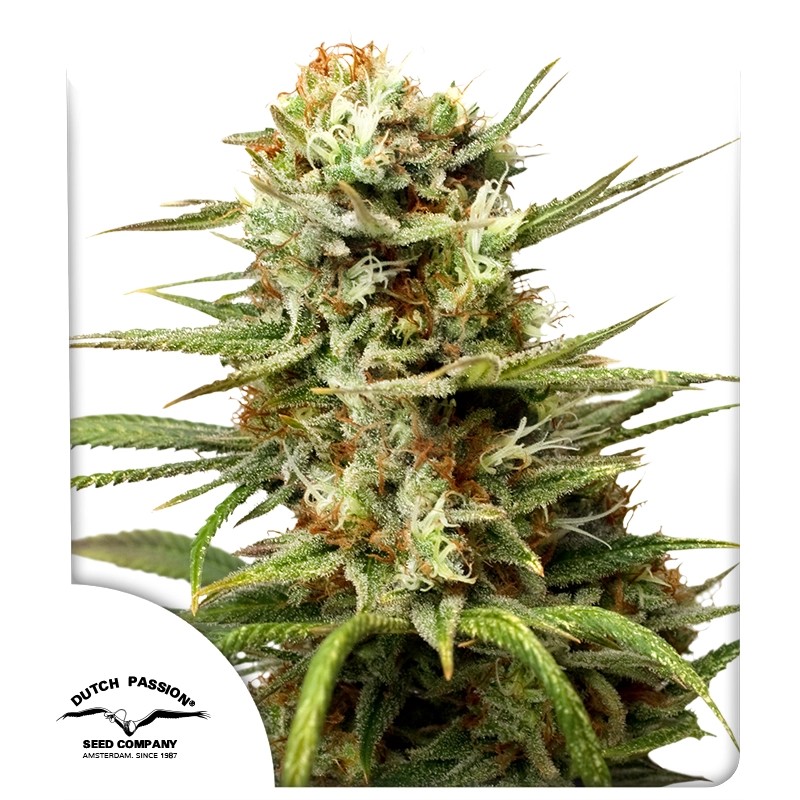 Auto White Widow® – product view 1