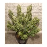 Auto White Widow® – product view 2