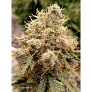 Auto White Widow® – product view 3