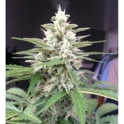 Auto White Widow® – product view 4