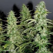 Auto White Widow® – product view 5