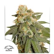 Auto Orange Bud® – product view 1