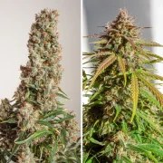 Auto Orange Bud® – product view 2