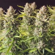 Auto Orange Bud® – product view 3