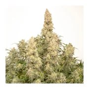 Auto Orange Bud® – product view 4