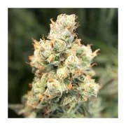 Auto Orange Bud® – product view 5