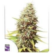 Sour Tangie Dawg – product view 1