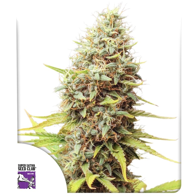 Sour Tangie Dawg – product view 1