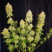 Sour Tangie Dawg – product view 2