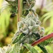 Sour Tangie Dawg – product view 3