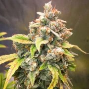 Sour Tangie Dawg – product view 4