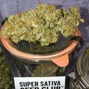 Sour Tangie Dawg – product view 5