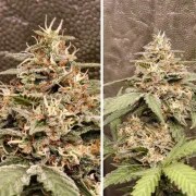 Auto GrapefruitZ® – product view 4