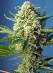 S.A.D. Sweet Afgani Delicious Auto® – product view 2