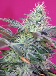 Sweet Cheese Auto® – product view 2