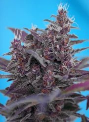 Black Cream Auto® – product view 2