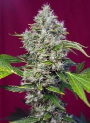 San Fernando Lemon Kush® – product view 2