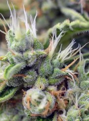 San Fernando Lemon Kush® – product view 3