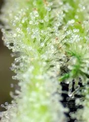 San Fernando Lemon Kush® – product view 4