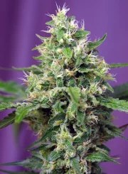Sweet Amnesia Haze XL Auto® – product view 2