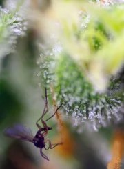 Sweet Amnesia Haze XL Auto® – product view 3