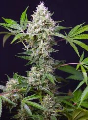 Sweet Amnesia Haze XL Auto® – product view 4