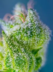 Sweet Amnesia Haze XL Auto® – product view 5