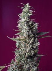 Sweet Cherry Pie® – product view 2
