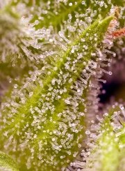 Sweet Cherry Pie® – product view 3