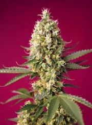 Skywalker OG Runtz XL Auto® – product view 2