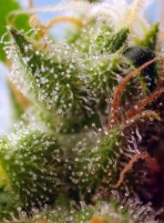 Skywalker OG Runtz XL Auto® – product view 3