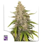 Auto Purple OG Punch – product view 1
