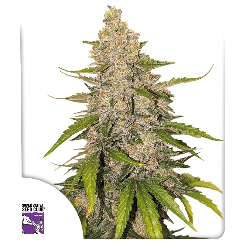 Auto Purple OG Punch – product view 1