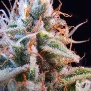Auto Purple OG Punch – product view 3